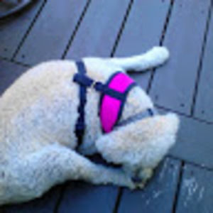 Meet your Posher, Jill